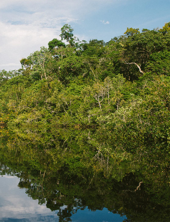 Environmental Impacts on the Amazon Rainforest